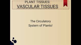 Vascular tissues|Xylem & Phloem|Botany|English|