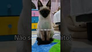 ESSE OLHAR CHARMOSO SUPEROU VIU 😻😹🫶 #babycat #gatos #gateiro #cat #gateiras #gato