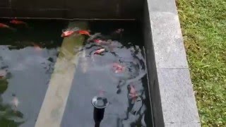 My fishes Atrraction in pool,,:D