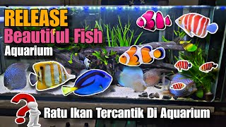 Ikan Hias Air Tawar Aquarium #ikanhiastercantik