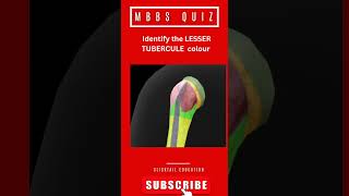 identify the lesser tubercle #humananatomy #humerus #anatomyquiz #mbbsanatomy #neetpgpreparation