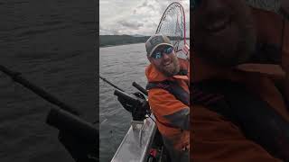 A Coho Triple? #alaska #fishing #salmonfishing #cohosalmon #shorts