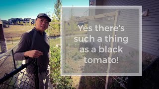 🍅 🍅 🍅 Harvesting some black tomatoes known as Indigo Rose | Sustainable living