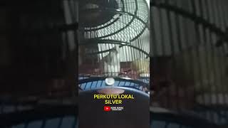 perkutut silver gacor Monggo Mase  #videoshort #perkutut #viral #burung #perkututperkut