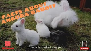 8 Interesting Facts About The Angora Rabbit, Unique facts you don't know yet…