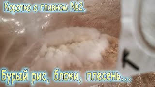 24. Коротенко о том, что сейчас происходит на домашней грибной ферме.