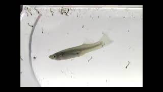 Gambusia fishes eating mosquito larvae