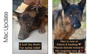 Mac's Journey: From Despair to Hope 🐾 | A Rescue Story