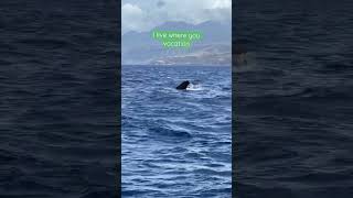 Sperm whale flicks it’s tail in Dominica. #whale #dominica