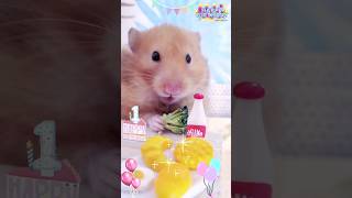 The 1st Birthday of Hamster Honki🎂🎈