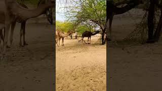 camel in tharparkar #viral #shorts #shortvideo #camel #camelculture