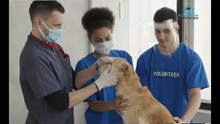 Veterinary Science explained | scopes in veterinary