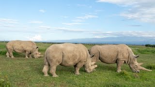 How Equity Bank and PayPal Allow Ol Pejeta to Raise Money and Save Their Endangered Rhinos