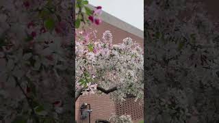 Cherry blossom 🌸 season #springseason #cherryblossom#japanspring #beautifulflowers #likethevideo