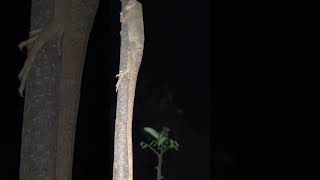 🦎A BIG LIZARD AND LONG TAIL🦎SUB ME THANKS🙏