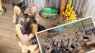 Today Miss LULU🐕 Visited 777 Duck🦆 Farm  & Helping Mr. 777 In Taking Care of Duck🦆😍