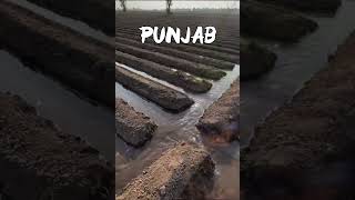 ਰੰਗਲਾ ਪੰਜਾਬ। Rangla Punjab                        #fyp #punjab #sajanadeeb #punjabisong