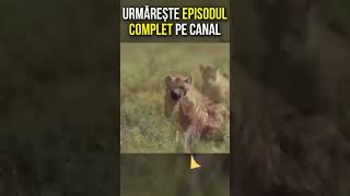 Un LEU Salvează un Pui de Animal