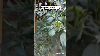 #organic mirch#organic vegetable#gardening_tips #viral shots#🤤🌶️