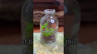 Terrarium Series - Small Terrariums I PlantFactory