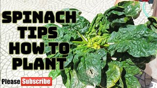 TIPS TO PLANT SPINACH