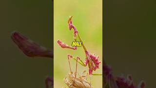 Did You Know Praying Mantises Eat their Mates?