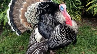 Turkey's Gobbling Action | signs of good turkey male