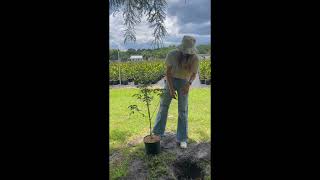 How to plant your Dogwood tree!