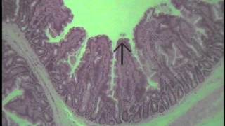 Histology of Glandular Epithelium