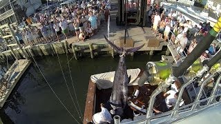 821.2 lb HUGE Blue Marlin on the COVERAGE - 2014 Cape Fear Winner