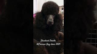 Standard Poodle Dog @Chennai Dogshow 2024