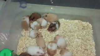 Syrian hamster for sale in mumbai|hamster breeding pair|hamster in mumbai|Syrian hamster|