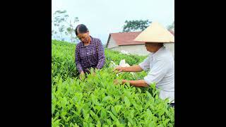 Cây chè Thái Nguyên khẳng định vị thế