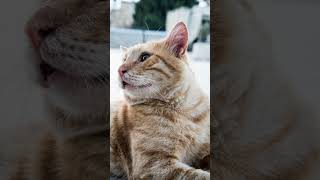 Cats of Palestine 🇵🇸 #islamicvideo #trending #shortvideo #viral #trend #islam #muslim #religion