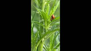 Tom Talks Beneficial Insects at the farm