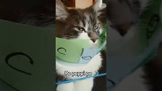 aucun chat a étais maltraité dans cette video 🤗 #chat #funny #cat #crash #cutebaby