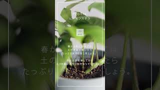 つやつやの葉が魅力のヒメモンステラ🌱モンステラは蔓状に成長していくんです◎  #植物 #観葉植物  #熱帯植物 #インテリアグリーン