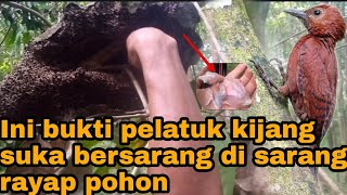 Burung pelatuk kijang bersarang di sarang rayap pohon | ada anaknya