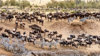 4k African Wildlife The worlds largest migration from Tanzania to Kenya