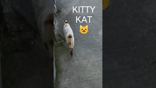 😺 Stray Cat KitKat 😺