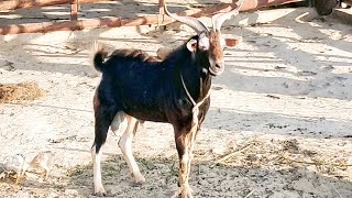 Black Tapri Breed | Tapri Goat | Beautiful Tapri Breeds | Arbab Inam Farm | biggest breed