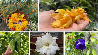 Terrace Garden Update! colourful flowers!Collected flowers for the festival!!