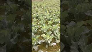 Amazing Agriculture Farming👨‍🌾 #india #farmer #shorts