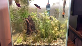 Walstad style nano cube set up #shorts - No filter, No CO2, No ferts