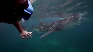 Whale Shark Watching in Oslob, Cebu (Butanding)