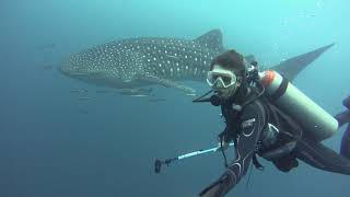 Китовая акула | Whale Shark on "Chang Wreck" | Diving in Koh Chang, Thailand