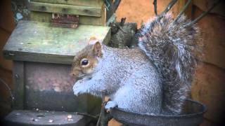 George the Squirrel eats peanuts #2