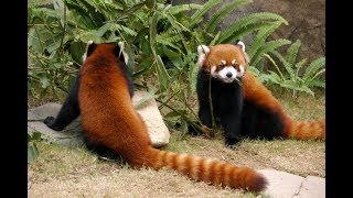 Зоопарк в Гуанчжоу. Zoo in Guangzhou. Where to go in China.