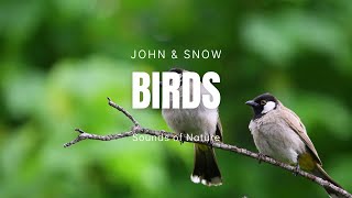 🦜 Relaxing Birds Sounds • Calm, Sleep, Mindfulness, Reduce Stress & Treat Insomnia