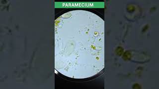 Running Paramecium ! Paramecium Single Cell Organisms Microscope #shortvideo